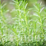 6 types of Rosemary for your garden: Description and secrets of growing