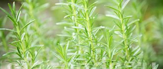 6 types of Rosemary for your garden: Description and secrets of growing