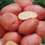7 лучших сортов картофеля