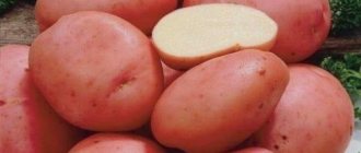 7 лучших сортов картофеля