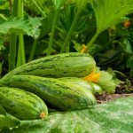 8 хитростей для большого урожая кабачков