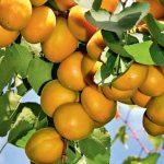 Apricot Lel. Description of the variety, photos, reviews 
