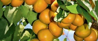 Apricot Lel. Description of the variety, photos, reviews 