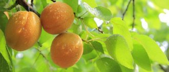Apricot on a branch