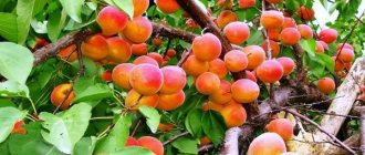 apricot Saratov ruby