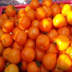 абрикос сорт томата