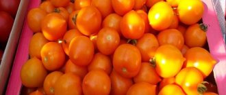 абрикос сорт томата