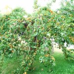 apricots planting in the Urals