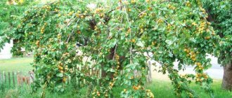 абрикосы на урале посадка