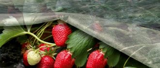 Agrofibre for strawberries