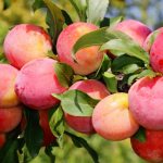 Cherry plum for the Moscow region. The best varieties, photos, descriptions 