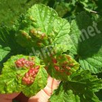 Currant anthracnose treatment