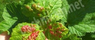 Currant anthracnose treatment