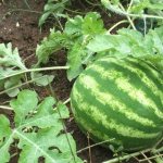 Watermelon Ataman