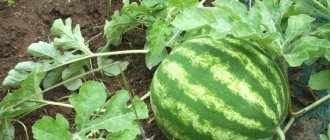 Watermelon Ataman