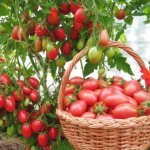 Nitrogen fertilizers for tomatoes: how to apply them correctly for a high-quality harvest