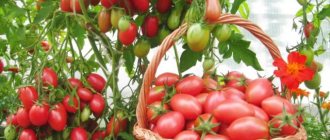 Nitrogen fertilizers for tomatoes: how to apply them correctly for a high-quality harvest