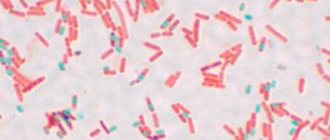 Bacillus subtilis - активный компонент фитоспорина