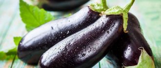 Bagheera eggplant introduction