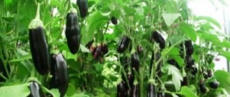 eggplant Mishutka introduction