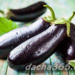 eggplant1