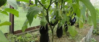 Eggplants in a greenhouse