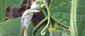 White rot of cucumbers in a greenhouse: treatment, photo, fight