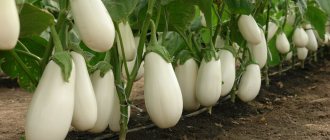 white eggplants