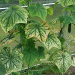 White cucumber leaves