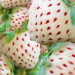 White strawberries Pineberry variety