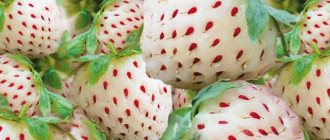 Белые ягоды клубники сорт Пайнберри