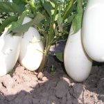 White eggplant bibo