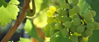 favorable grape planting in 2020 photo