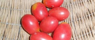 &#39;A rich harvest of small plum-shaped tomatoes from every bush - the Pink Raisin tomato