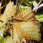 Болезнь листьев клубники