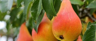 Pear diseases: descriptions with photos and treatment methods