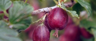 Gooseberry diseases and their treatment