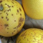 болезни лимона