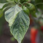 Pepper leaf diseases: descriptions with photos, treatment