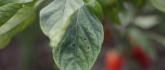 Болезни листьев перца: описания с фото, лечение