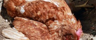 Leg diseases in chickens
