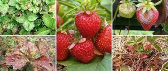 strawberry diseases