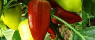 &#39;Bell pepper &quot;Merchant&quot;: advantages and disadvantages of the variety, nuances of cultivation to obtain a rich harvest&#39; width=&quot;800
