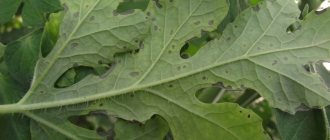 Most diseases appear as spots on the leaves