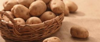 Borodino potato variety. Potato variety “Borodyansky pink”: characteristics and features of agricultural technology 04 