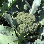 broccoli is blooming