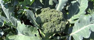 broccoli is blooming