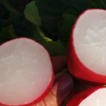 What is good about the Cherriet radish hybrid and why is it worth growing?