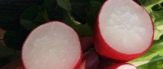What is good about the Cherriet radish hybrid and why is it worth growing?