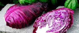 &#39;What is good about Kalibos cabbage, how to grow it and where to use it&#39; width=&quot;800